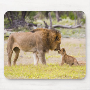 Alpha male lion inspects cub mouse pad