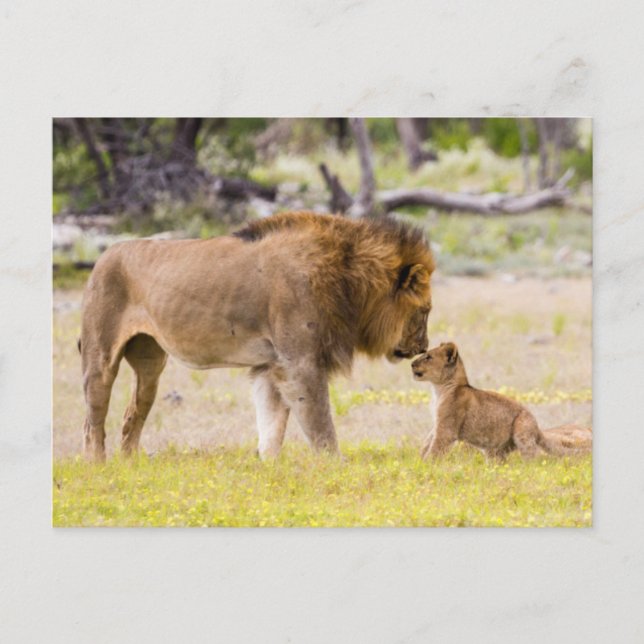 Alpha male lion inspects cub postcard (Front)