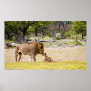 Alpha male lion inspects cub poster