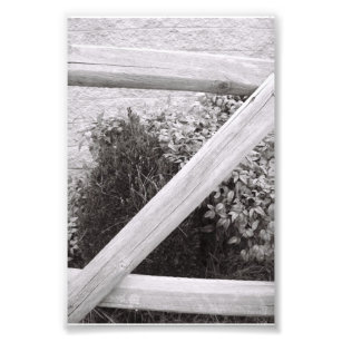 Alphabet Letter Photography Z2 Black and White 4x6 Photo Print