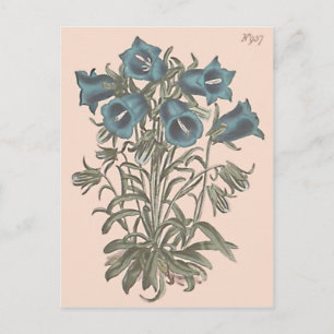 Alpine Bell Flower Botanical Illustration Postcard