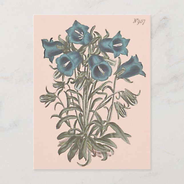Alpine Bell Flower Botanical Illustration Postcard (Front)