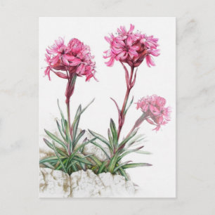 Alpine catchfly in flower watercolor art postcard