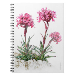 Alpine catchfly watercolor fine art notebook