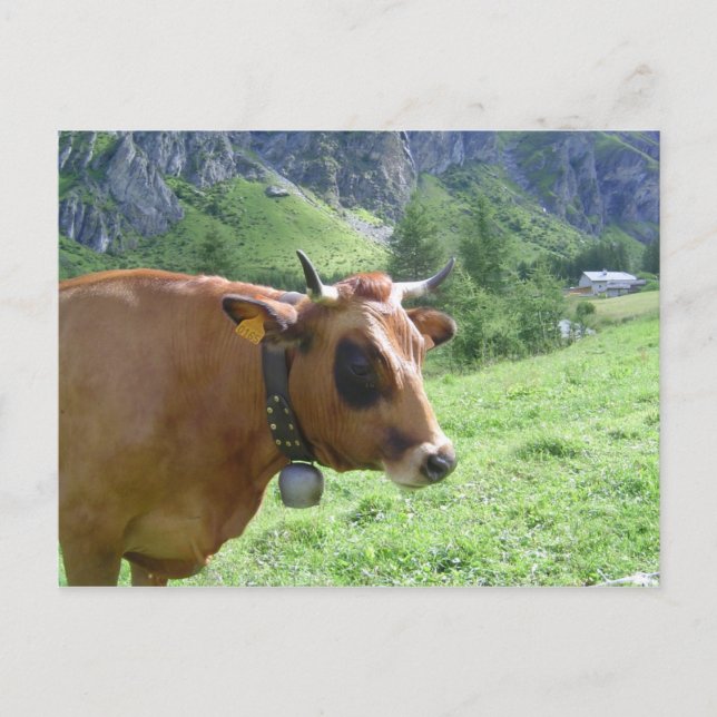 Alpine Cow Postcard (Front)