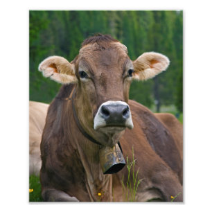 Alpine Cow Print
