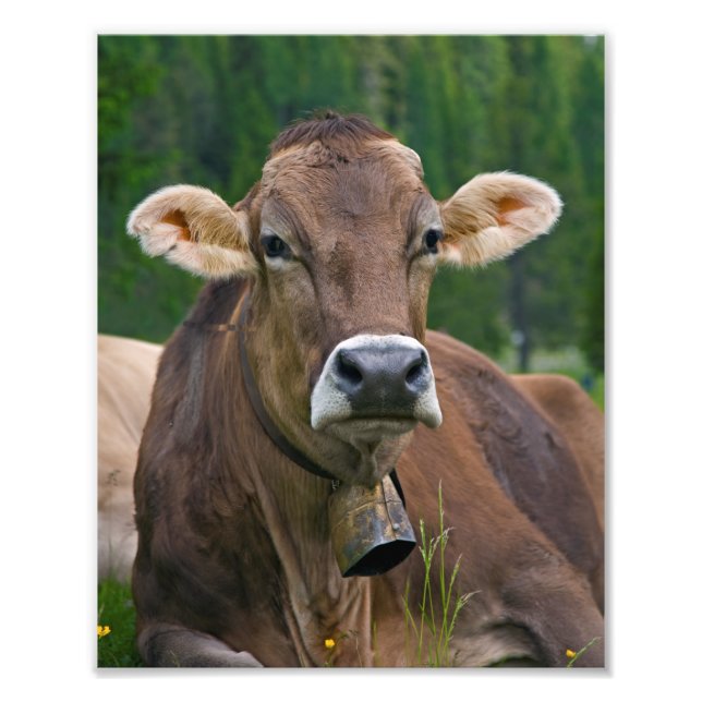 Alpine Cow Print (Front)