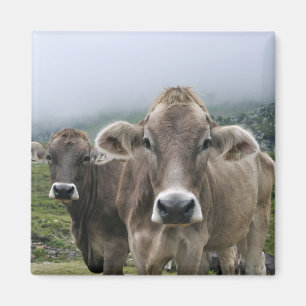 Alpine cows magnet