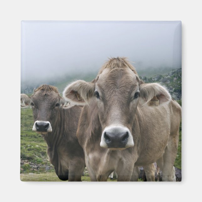 Alpine cows magnet (Front)