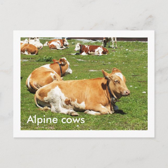 Alpine cows postcard (Front)