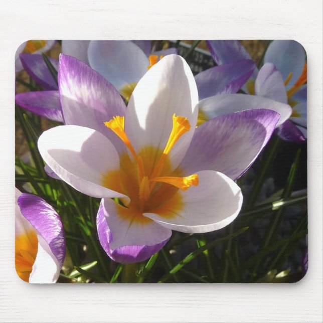 Alpine crocus close-up mouse pad (Front)