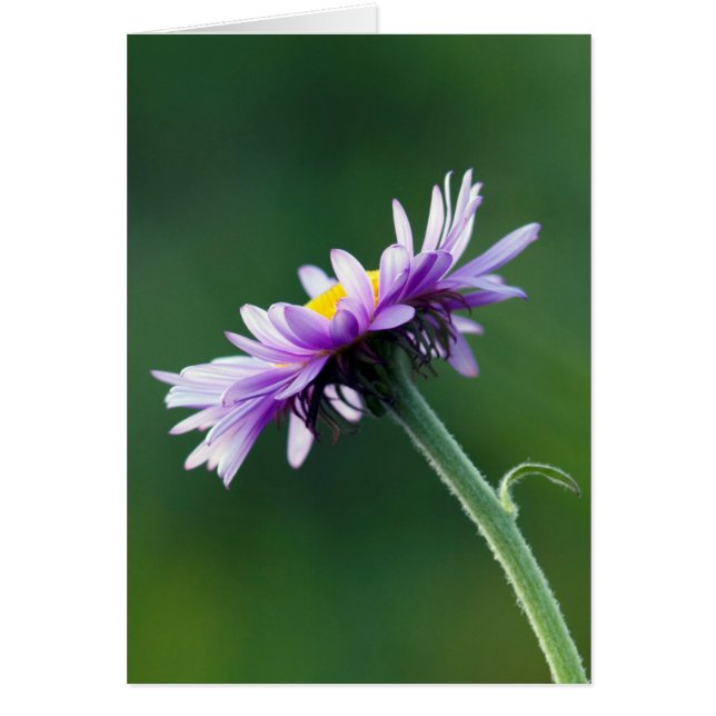 Alpine Daisy (Front)