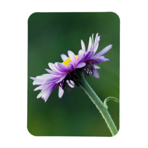 Alpine Daisy Magnet