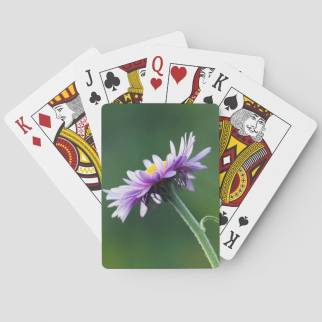 Alpine Daisy Playing Cards (Back)