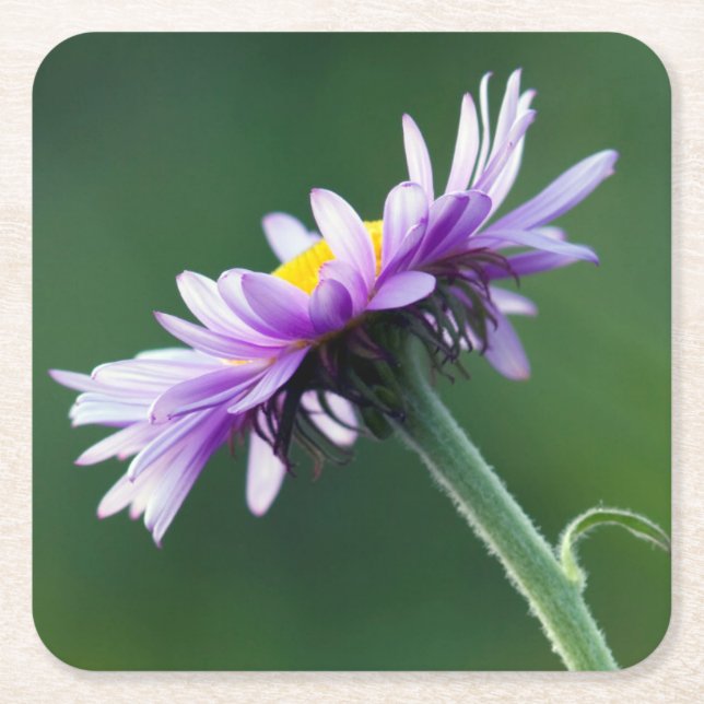 Alpine Daisy Square Paper Coaster (Front)