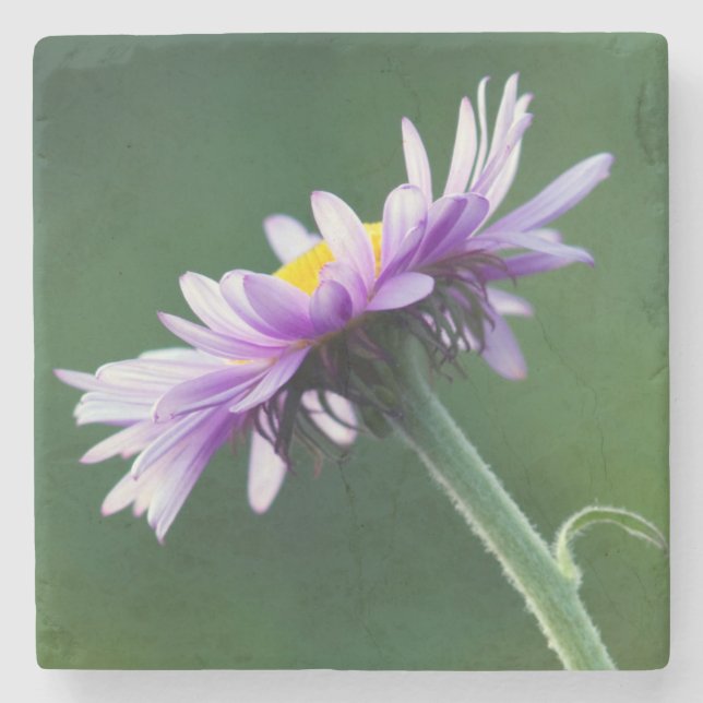 Alpine Daisy Stone Coaster (Front)