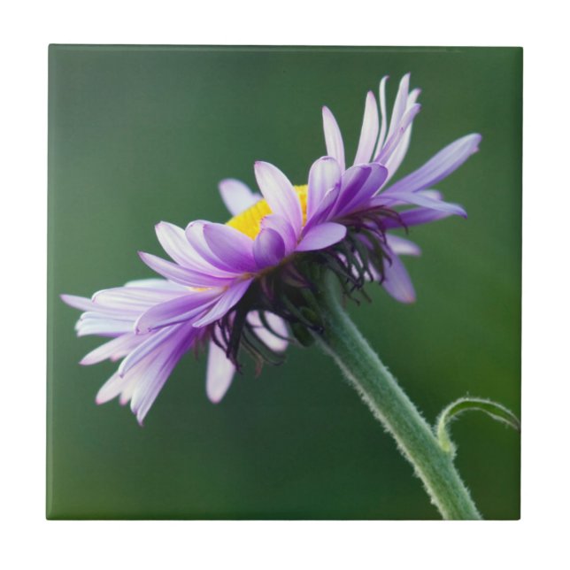 Alpine Daisy Tile (Front)