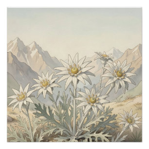 Alpine Edelweiss Flowers Mountain Landscape Poster