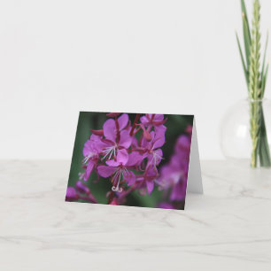 Alpine Fireweed notecard