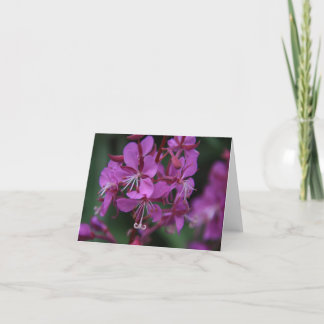 Alpine Fireweed notecard