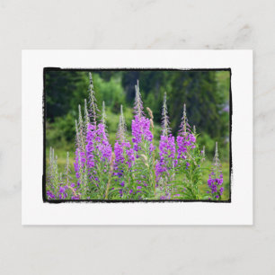 Alpine Flowers Meadow Sage La Berneuse Leysin Postcard