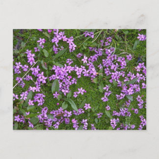 Alpine Flowers Postcard