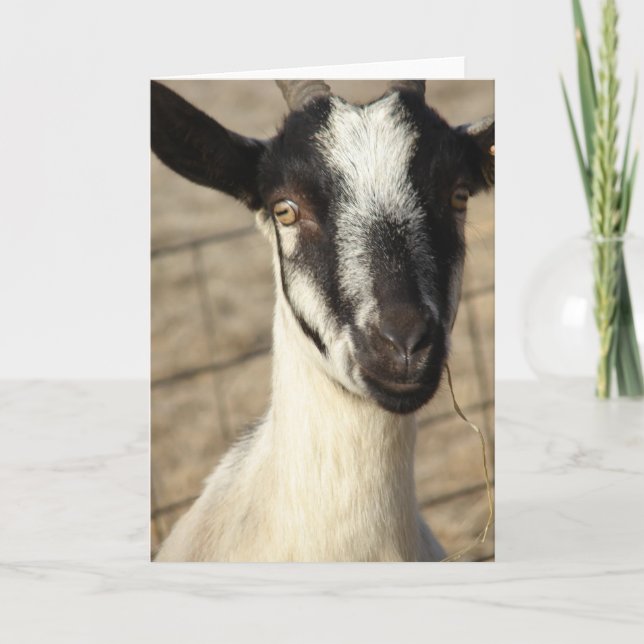 Alpine Goat Card (Front)