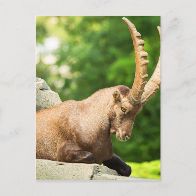 Alpine Goat Takes A Break From Climbing Postcard (Front)