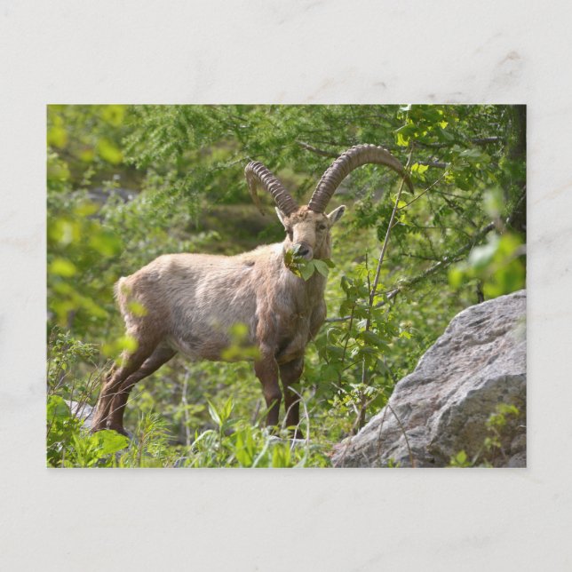 Alpine ibex eating leaves postcard (Front)