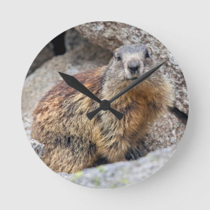 Alpine Marmot Clock