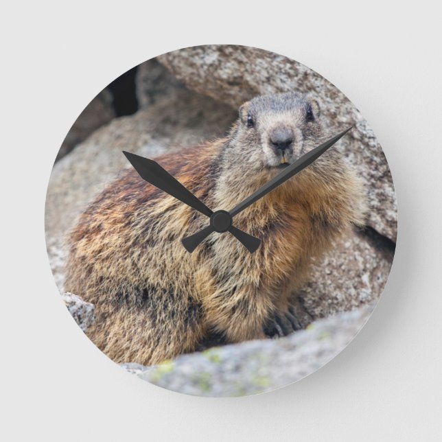 Alpine Marmot Clock (Front)