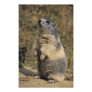 Alpine Marmot, Marmota marmota, adult standing Photo Print