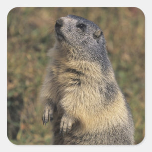Alpine Marmot, Marmota marmota, adult standing Square Sticker