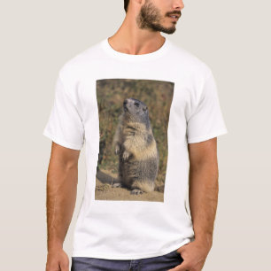 Alpine Marmot, Marmota marmota, adult standing T-Shirt
