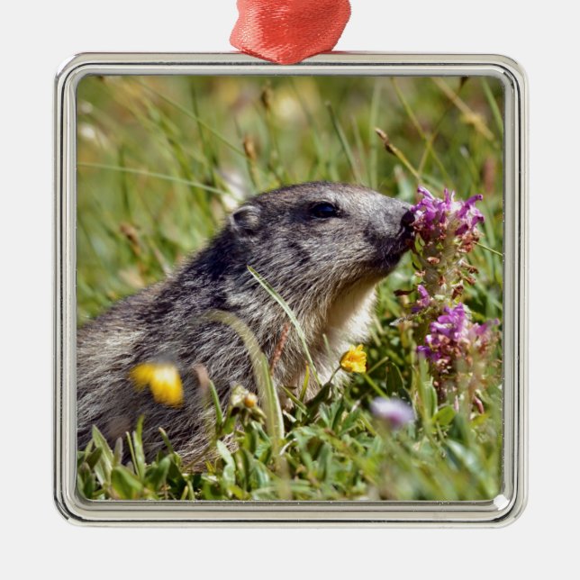 Alpine marmot near flower metal ornament (Front)