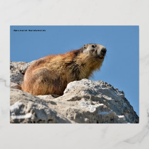 Alpine marmot on rock foil holiday postcard