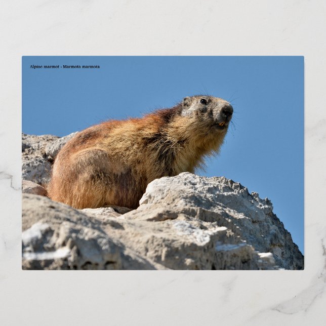 Alpine marmot on rock foil holiday postcard (Front)
