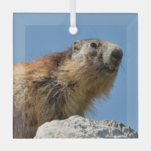 Alpine marmot on rock glass tree decoration