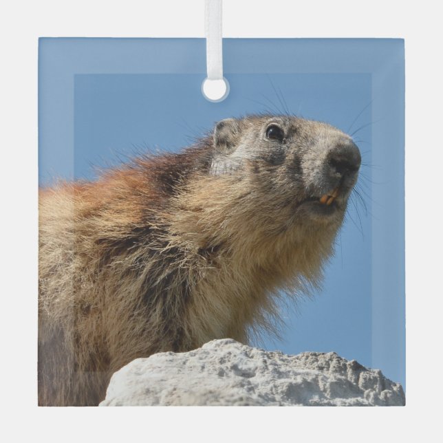 Alpine marmot on rock glass tree decoration (Front)