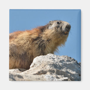 Alpine marmot on rock magnet