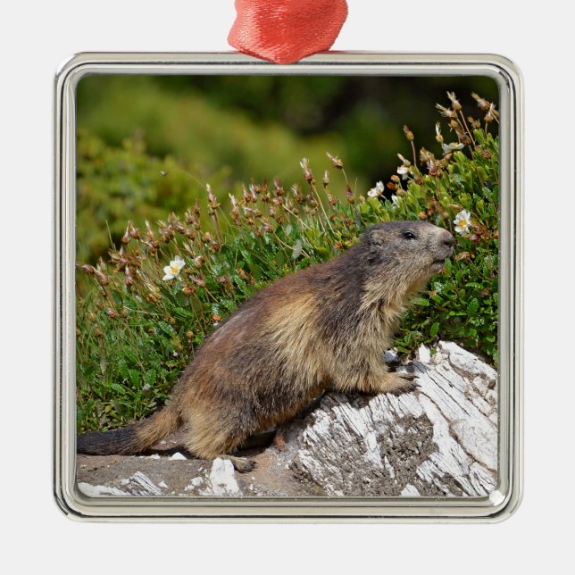 Alpine marmot on rock metal ornament (Front)