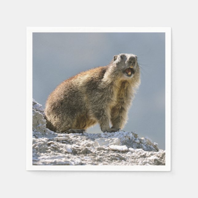 Alpine marmot on rock napkin (Front)