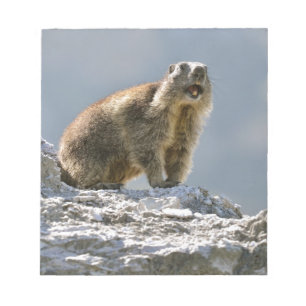 Alpine marmot on rock notepad