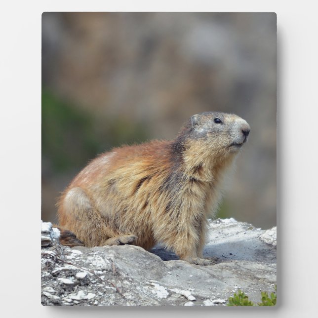 Alpine marmot on rock plaque (Front)