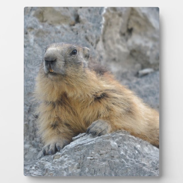 Alpine marmot on the roch plaque (Front)