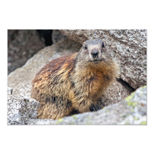 Alpine Marmot Print (Front)