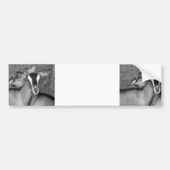 Alpine/Oberhasli goat does sisters photograph bw Bumper Sticker (Front)