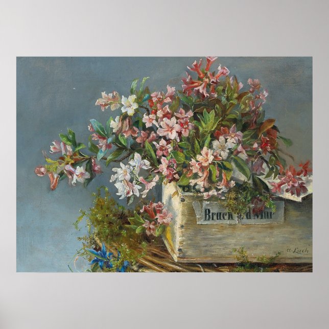 Alpine Roses in a Window Box – Andreas Lach Poster (Front)
