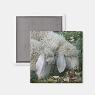 Alpine Sheep Magnet