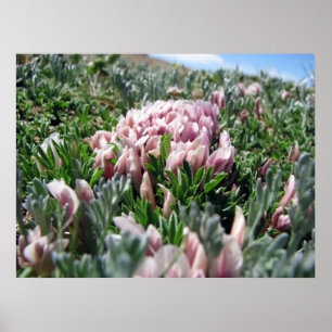 Alpine Tundra Series Poster